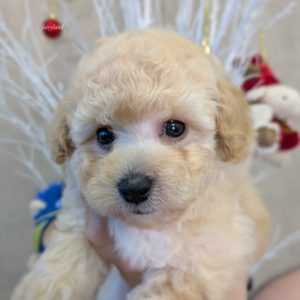 トイプードル（クリーム）長男くん