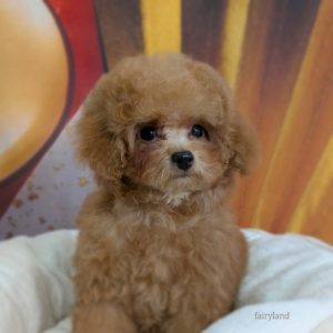 トイプードル（アプリコット）次男くん