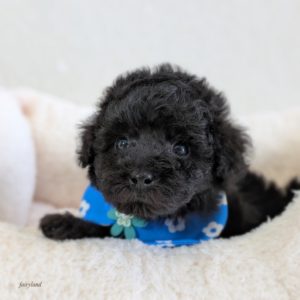 プードル🔷男の子