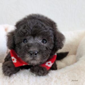 プードル🔶女の子