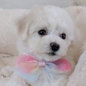 🌷ビション女の子🌷