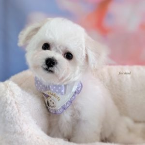 🌿ビション男の子🌿