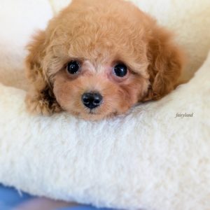 🍊プードル女の子🍊